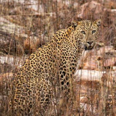Tadoba Highlight 2