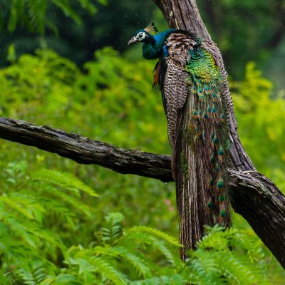 anirban-banerjee-sPHrpu4I5Og-unsplash