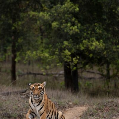 pexels-indian-tiger-safaris-2148613569-30188584